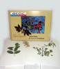 Гербарий "Деревья и кустарники" (20 видов) - fgospostavki.ru - Ижевск