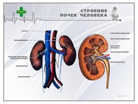 Стенд "Строение почки человека" - fgospostavki.ru - Ижевск