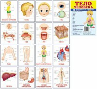 Раздаточные карточки "Тело человека" - fgospostavki.ru - Ижевск