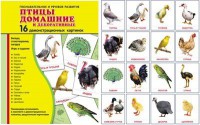 Демонстрационные карточки "Птицы домашние и декоративные" - fgospostavki.ru - Ижевск