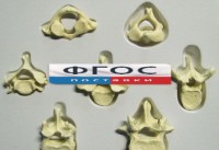 Модель "Позвонки" (из 7 штук) - fgospostavki.ru - Ижевск