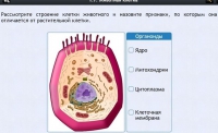 Интерактивные курсы. Биология 8 класс. Базовый - fgospostavki.ru - Ижевск