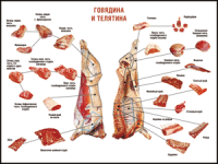 Таблица "Правила разделки мясных туш. Говядина и телятина" (100х140 сантиметров, винил) - fgospostavki.ru - Ижевск