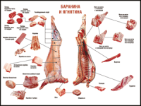 Таблица "Правила разделки мясных туш. Баранина и ягнятина" (100х140 сантиметров, винил) - fgospostavki.ru - Ижевск