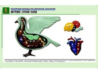 Рельефная таблица "Внутреннее строение голубя" (формат А1, матовое ламинирование) - fgospostavki.ru - Ижевск
