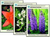 Гербарий фотографический "Основные группы растений" - fgospostavki.ru - Ижевск