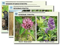 Гербарий фотографический "Сельскохозяйственные растения России" - fgospostavki.ru - Ижевск