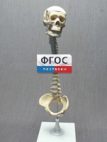 Модель "Позвоночник с черепом и тазом" - fgospostavki.ru - Ижевск