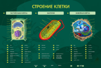 Электрифицированный стенд "Строение клетки" с маркерными полями - fgospostavki.ru - Ижевск