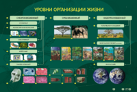 Электрифицированный стенд "Уровни организации жизни" - fgospostavki.ru - Ижевск