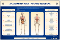 Электрифицированный стенд-тренажер c макетом скелета "Анатомическое строение человека" - fgospostavki.ru - Ижевск