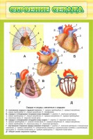 Стенд "Строение сердца" - fgospostavki.ru - Ижевск
