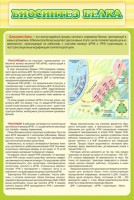 Стенд "Биосинтез белка" - fgospostavki.ru - Ижевск
