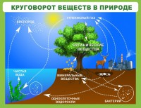 Стенд "Круговорот веществ" - fgospostavki.ru - Ижевск
