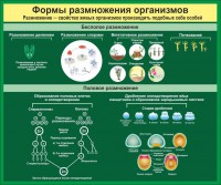 Стенд "Формы размножения организмов" - fgospostavki.ru - Ижевск