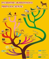 Стенд "Развитие животного мира на земле" - fgospostavki.ru - Ижевск