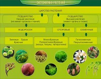 Стенд "Систематика растений" - fgospostavki.ru - Ижевск