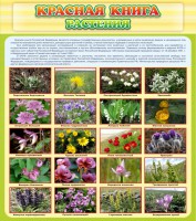 Стенд "Красная книга - растения" - fgospostavki.ru - Ижевск