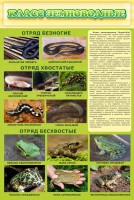Стенд "Класс земноводные" - fgospostavki.ru - Ижевск