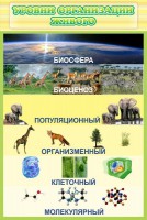 Стенд "Уровни организации живого" - fgospostavki.ru - Ижевск