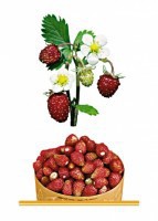 Комплект карточек "Запоминай, играй, считай" - Ягоды - fgospostavki.ru - Ижевск