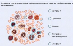 Интерактивные курсы. Биология 11 класс. Расширенный. - fgospostavki.ru - Ижевск