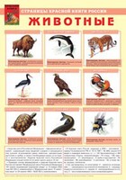 Комплект плакатов "Красная Книга России (животные, растения)" - fgospostavki.ru - Ижевск
