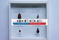 Коллекция "Семейство жуков" - fgospostavki.ru - Ижевск