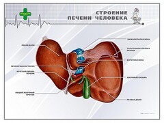 Стенд "Строение печени человека" - fgospostavki.ru - Ижевск