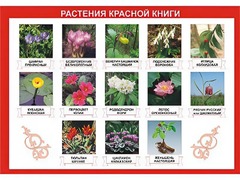 Таблица демонстрационная "Растения Красной книги" (винил 70*100) - fgospostavki.ru - Ижевск
