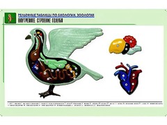 Рельефная таблица "Внутреннее строение голубя" (формат А1, матовое ламинирование) - fgospostavki.ru - Ижевск