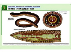Рельефная таблица "Внутреннее строение дождевого червя" (формат А1, матовое ламинирование) - fgospostavki.ru - Ижевск