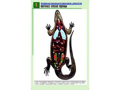 Рельефная таблица "Внутреннее строение ящерицы" (формат А1, матовое ламинирование) - fgospostavki.ru - Ижевск