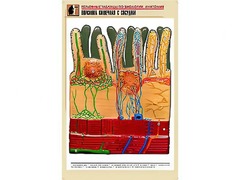Рельефная таблица "Ворсинка кишечная с сосудом" (формат А1, матовое ламинирование) - fgospostavki.ru - Ижевск