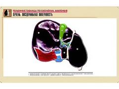 Рельефная таблица "Печень. Висцеральная поверхность" (формат А1, матовое ламинирование) - fgospostavki.ru - Ижевск