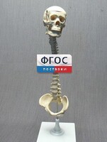 Модель "Позвоночник с черепом и тазом" - fgospostavki.ru - Ижевск