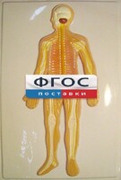 Модель барельефная "Нервная система человека" - fgospostavki.ru - Ижевск