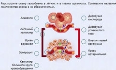 Интерактивные курсы. Биология 9 класс. Расширенный. - fgospostavki.ru - Ижевск
