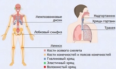 Интерактивные курсы. Биология 9 класс. Базовый. - fgospostavki.ru - Ижевск