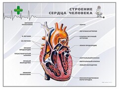 Стенд "Строение сердца человека" - fgospostavki.ru - Ижевск