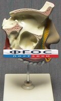 Модель "Разрез носоглотки" - fgospostavki.ru - Ижевск
