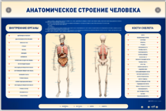 Электрифицированный стенд-тренажер c макетом скелета "Анатомическое строение человека" - fgospostavki.ru - Ижевск