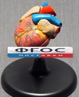 Модель "Сердце" (лабораторная) - fgospostavki.ru - Ижевск