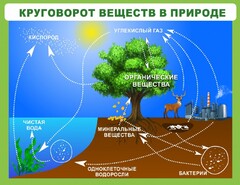 Стенд "Круговорот веществ" - fgospostavki.ru - Ижевск
