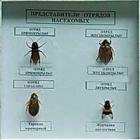Коллекция энтомологическая "Представители отряда насекомых" - fgospostavki.ru - Ижевск