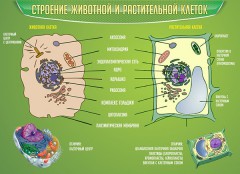  Биология - fgospostavki.ru - Ижевск