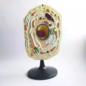 Модель "Растительная клетка" - fgospostavki.ru - Ижевск