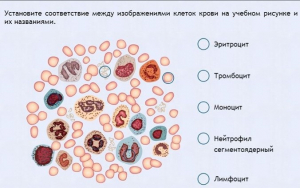 Интерактивные курсы. Биология 11 класс. Расширенный. - fgospostavki.ru - Ижевск