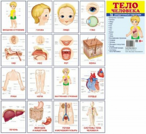 Раздаточные карточки "Тело человека" - fgospostavki.ru - Ижевск