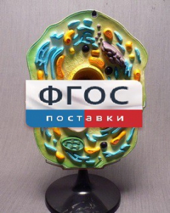 Модель "Клетка растения" - fgospostavki.ru - Ижевск